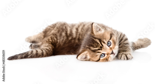 playing british kitten. isolated on white background
