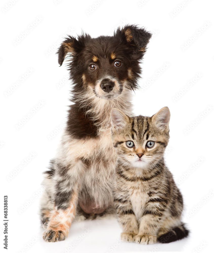 dog and Scottish kitten. looking at camera. isolated on white ba