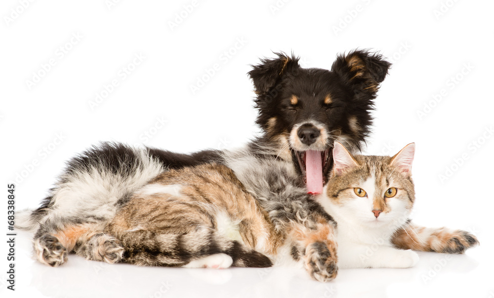 Obraz premium yawning dog embracing cat. isolated on white background