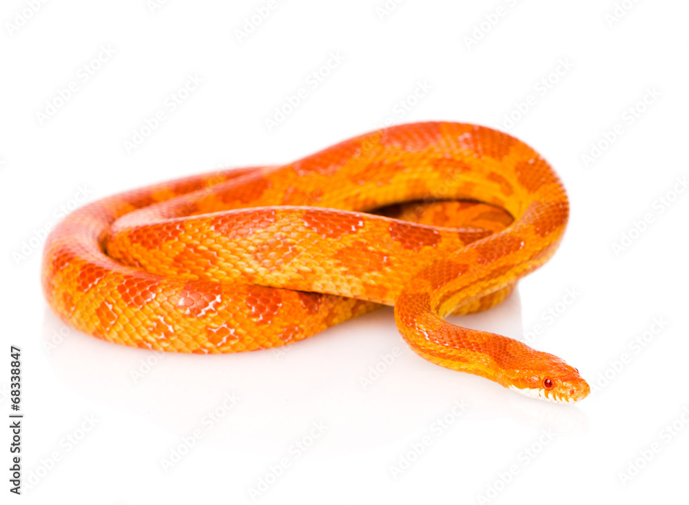 Obraz premium Creamsicle Corn Snake (Elaphe guttata guttata). isolated on whi