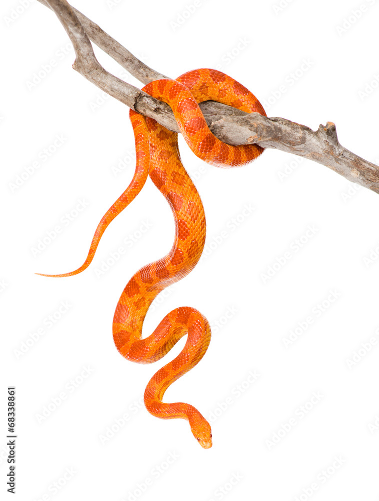 Naklejka premium Creamsicle Corn Snake (Elaphe guttata guttata) on a dry branch.