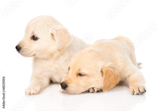 two golden retriever puppy dog lying together. isolated on white