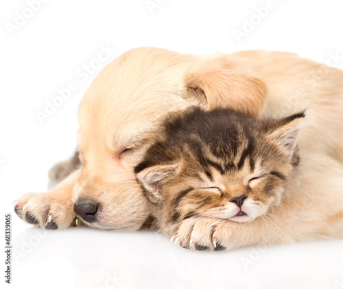 Closeup golden retriever puppy dog sleep with british kitten. is
