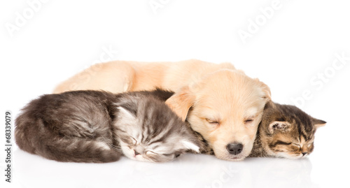 golden retriever puppy dog sleep with two british kittens. isola