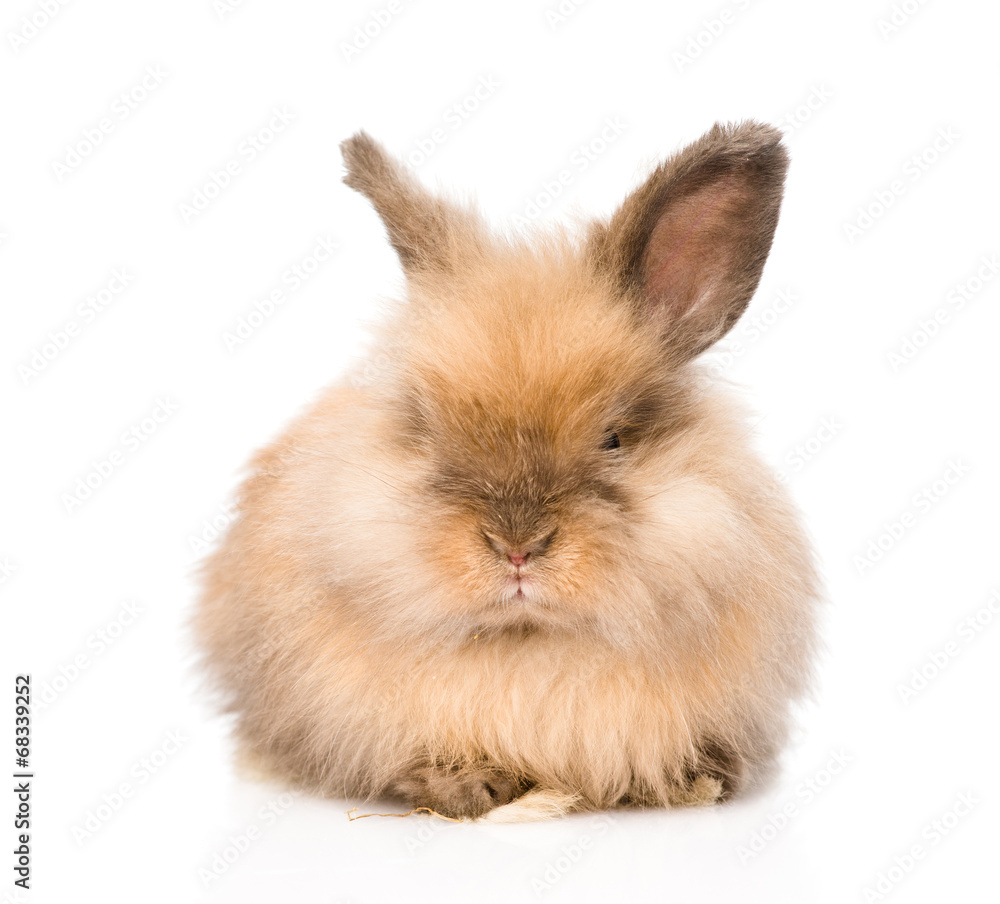 Cute rabbit in front. isolated on white background Cute rabbit in front. isolated on white background