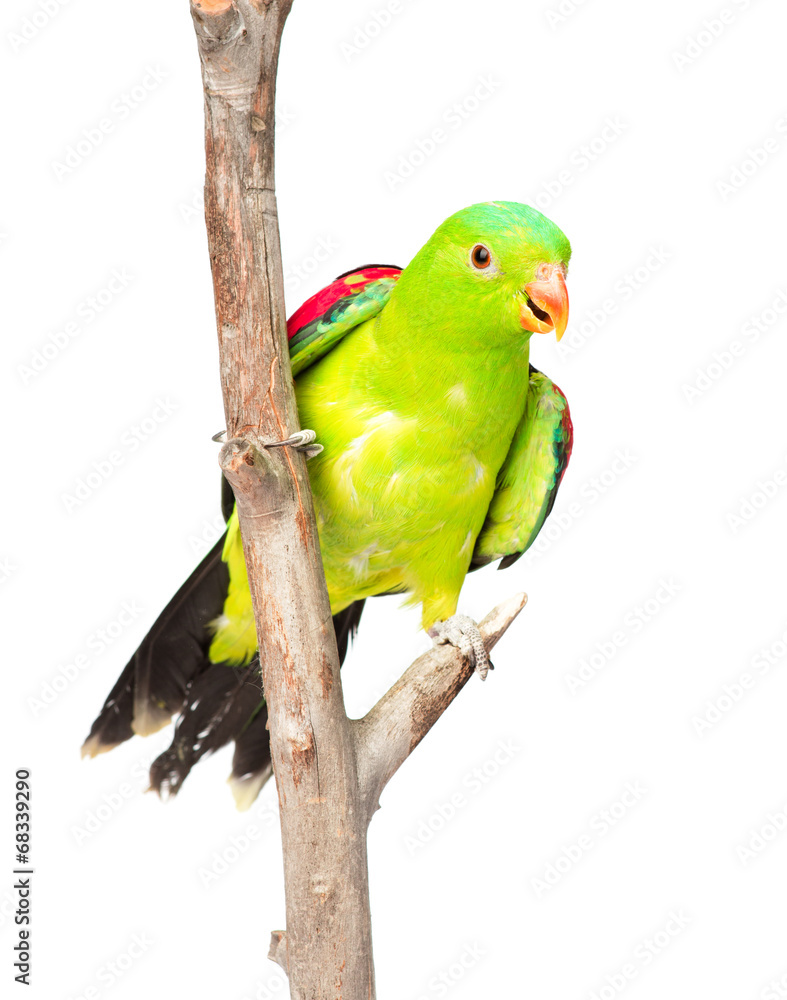 Fototapeta premium Red-Winged Parrot (Aprosmictus erythropterus) in front. isolated