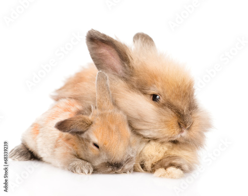 adult  rabbit hugging a newborn bunny. isolated on white backgro