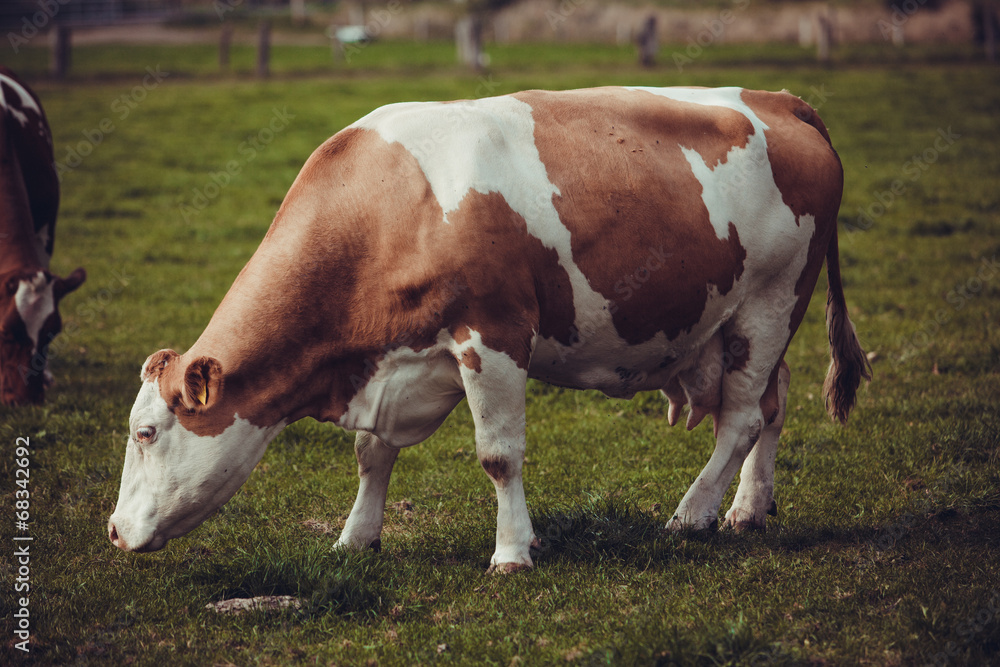 Cows on meadow with green grass. Grazing calves Cows on meadow with green grass. Grazing calves