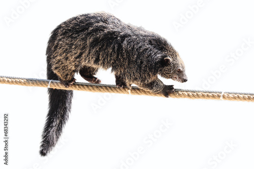binturong