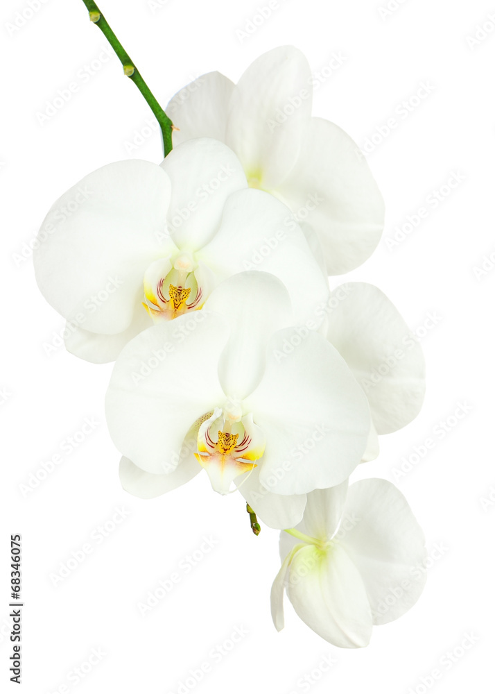 Obraz premium Siedem dni stara biała orchidea na białym tle.