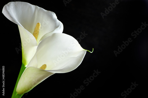 Fototapeta Naklejka Na Ścianę i Meble -  Calla lilies