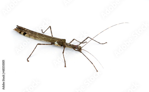 Asia Walking Sticks isolated on white background photo