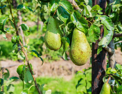 Ripening Conference pears on the tree