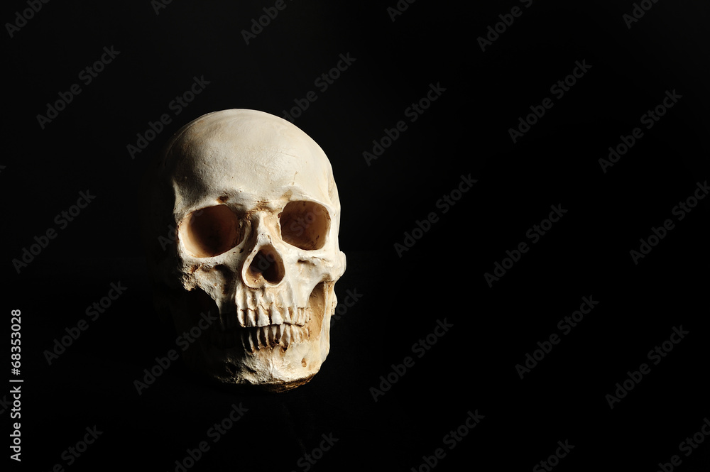 Obraz premium 黒い背景で撮影した髑髏