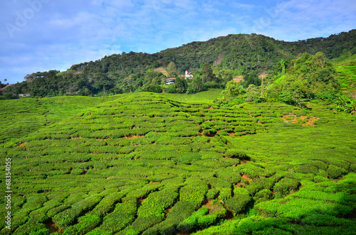 Tea Plantation Fields on the Mountain