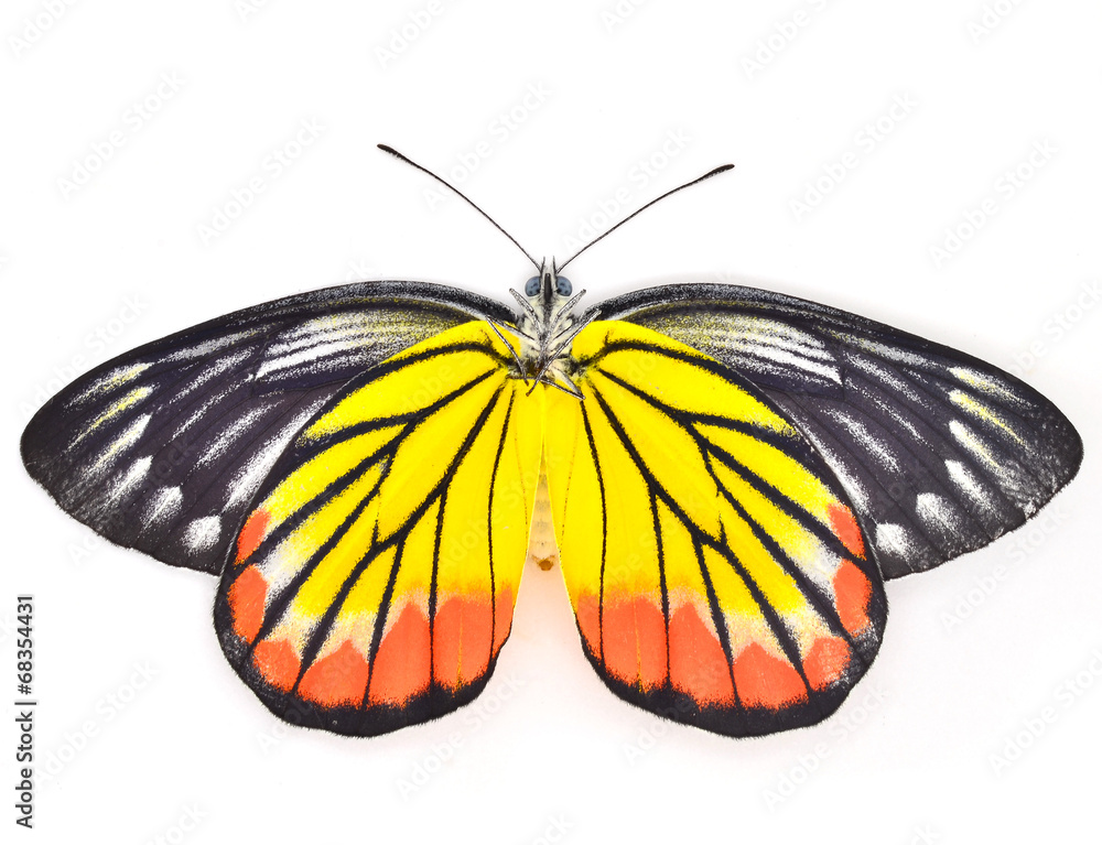 Fototapeta premium Butterfly