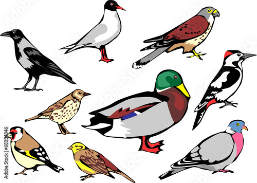 common european birds