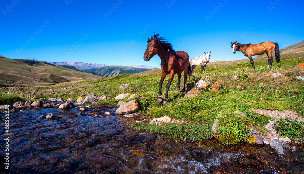 horse on mountain pasture
