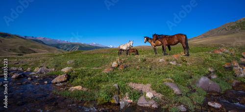 Картината върху платно horse on mountain pasture