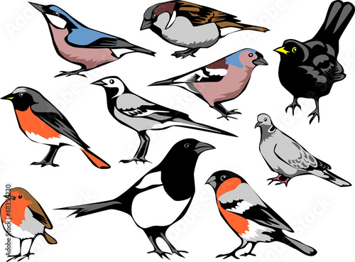 common european birds