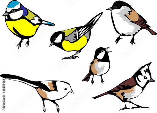 eurasian tits