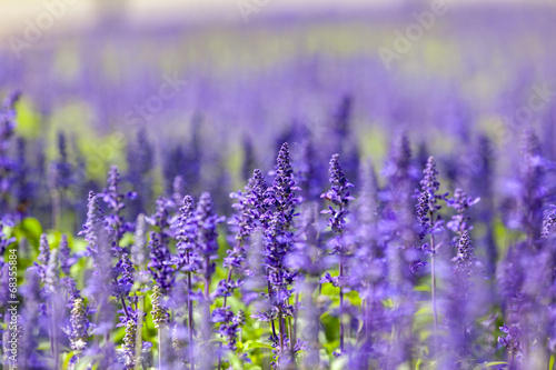 Fototapeta Naklejka Na Ścianę i Meble -  Close-up flowers in summer