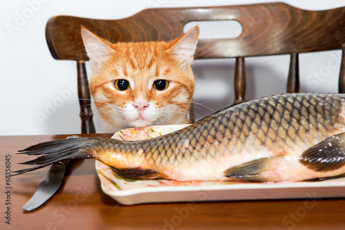 Orange cat and a big fish © Okssi