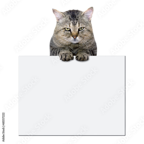 cat rests on a blank banner on white background