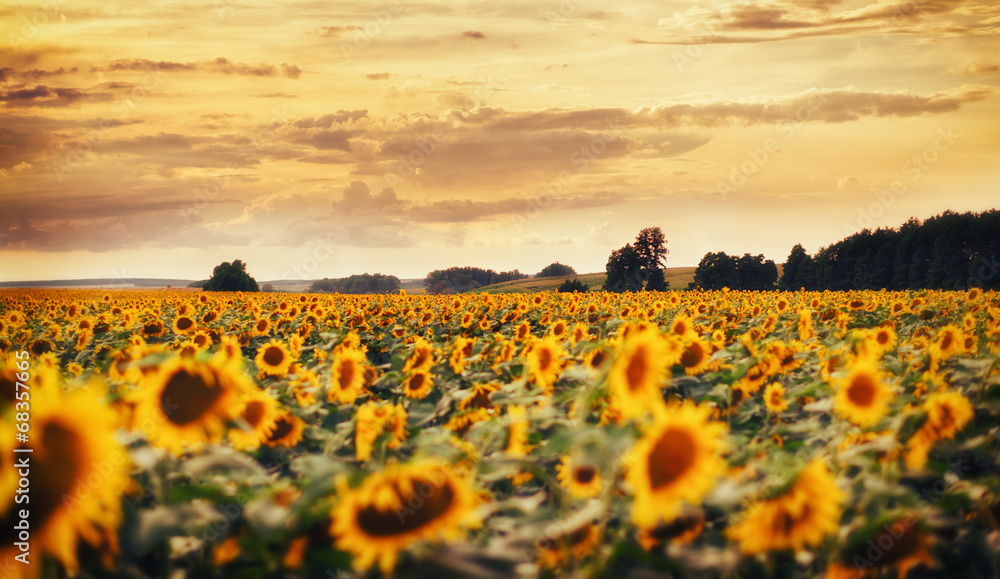Obraz premium Sunset Sunflower