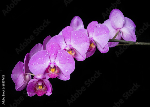 Fototapeta Naklejka Na Ścianę i Meble -  Orchid on black