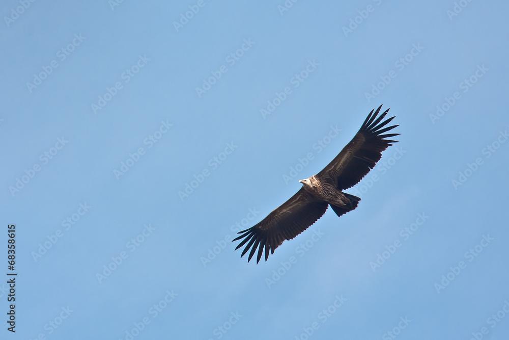 Obraz premium Himalayan griffon vulture flying in Nepal