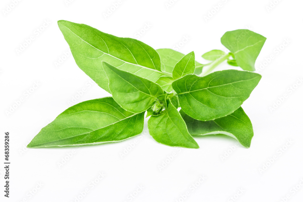 Basil leaves on white background close up Basil leaves on white background close up