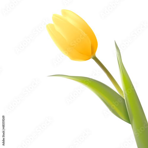 Fototapeta Naklejka Na Ścianę i Meble -  Tulip, floral background.