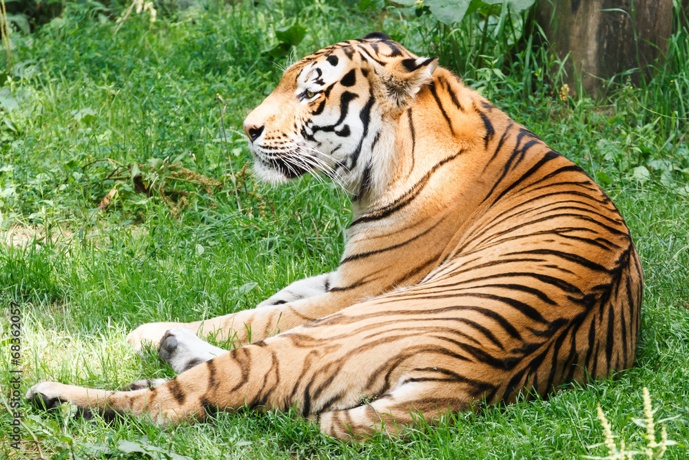 Obraz premium Amurtijger, Panthera tigris altaica