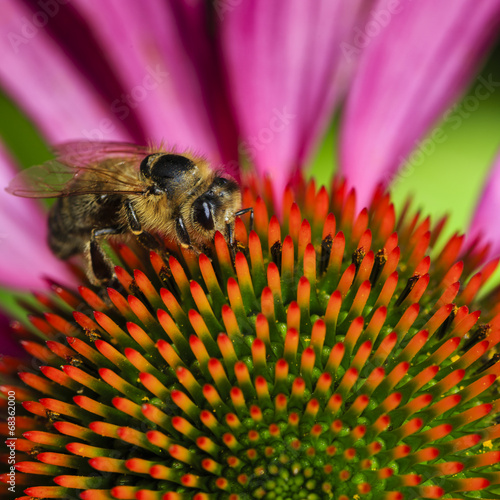 Bee on Purple Coneflower