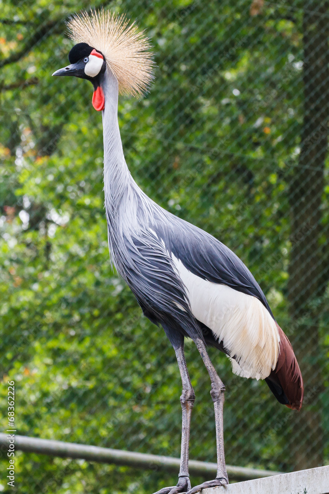 Obraz premium Kroonkraanvogel, Balearica regulorum, Leeft in: Afrika