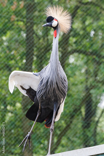 Kroonkraanvogel photo