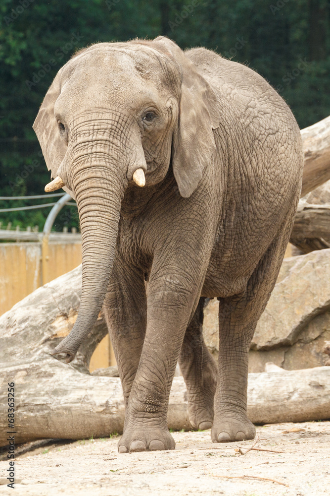 Afrikaanse olifant Afrikaanse olifant