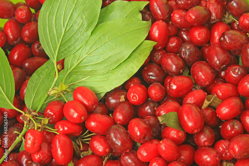 Cornelian cherries (Cornus mas) photo