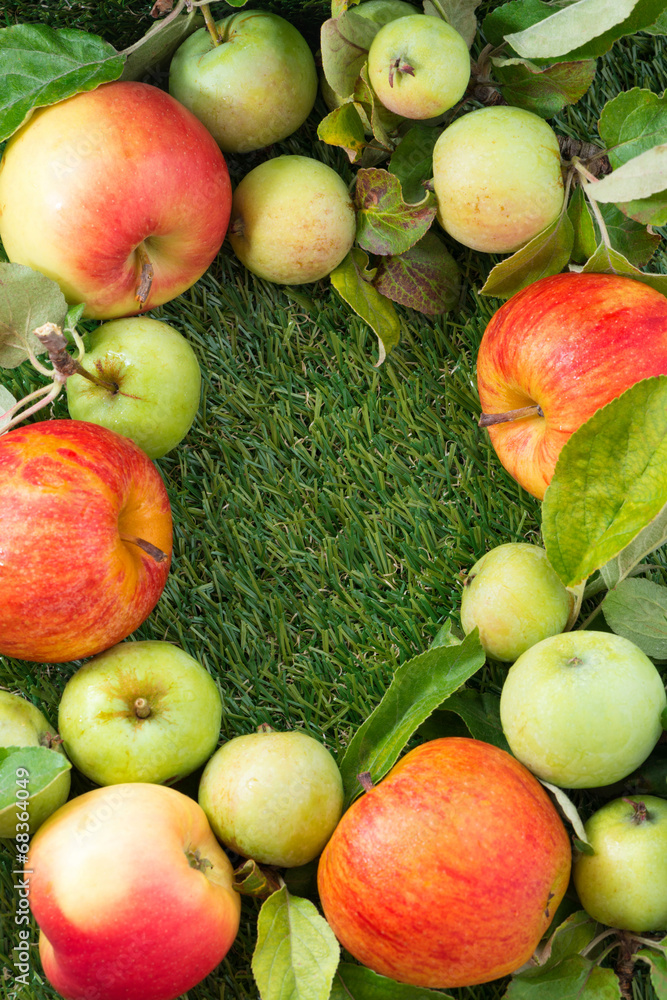 fresh garden apples on green grass and space for text, vertical fresh garden apples on green grass and space for text, vertical