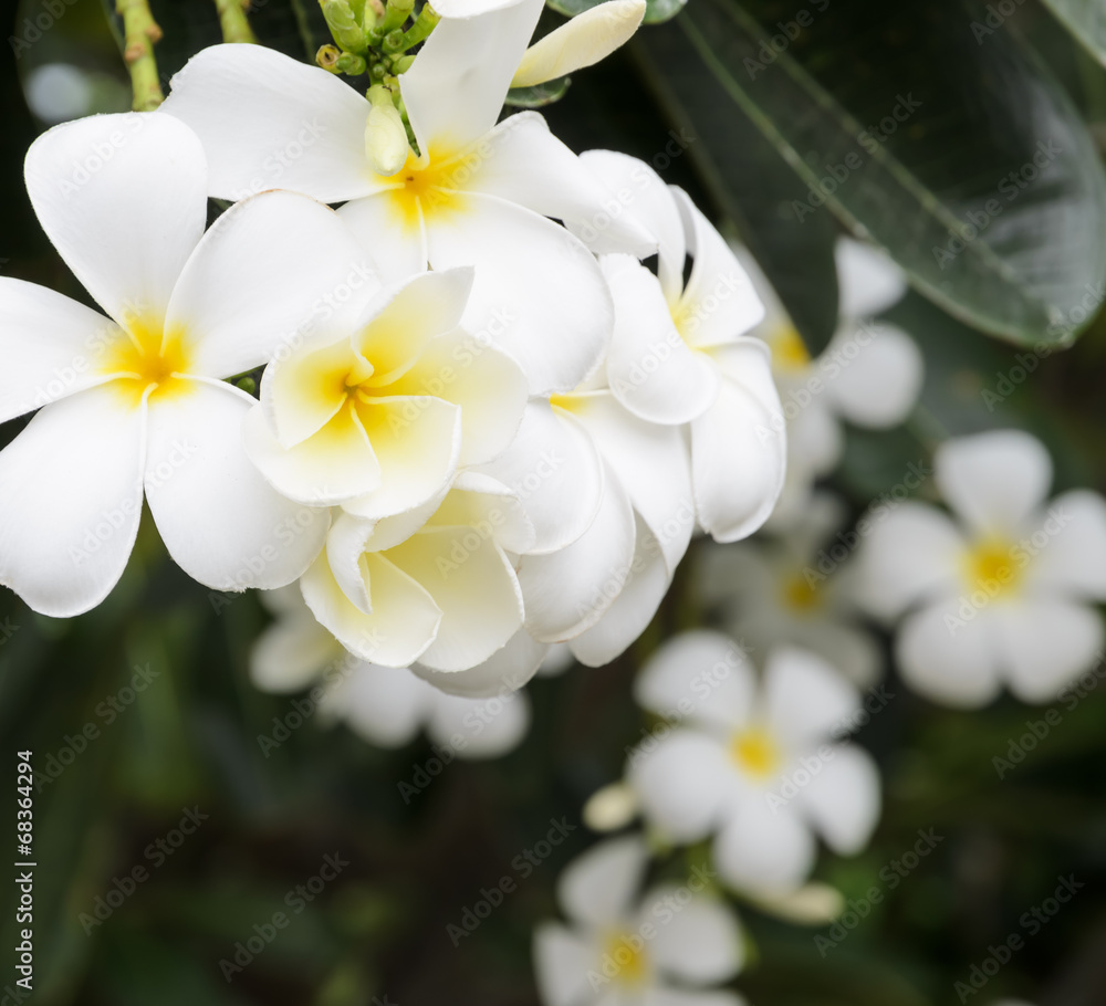 Fototapeta premium White Plumeria flower