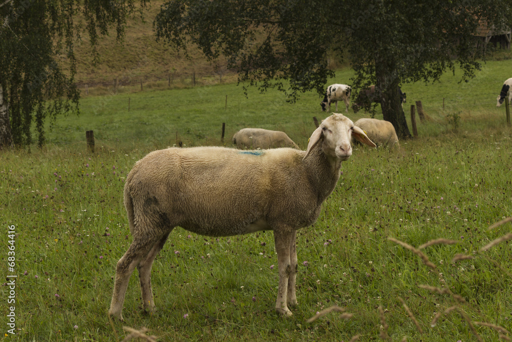 Obraz premium Schaf