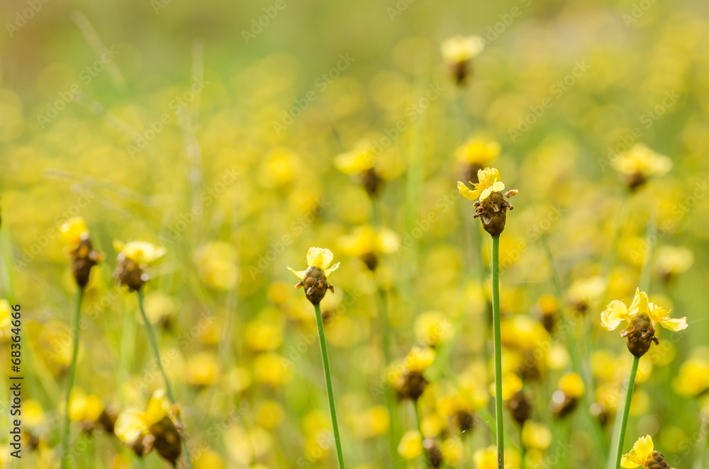 Obraz premium Xyris yellow flowers