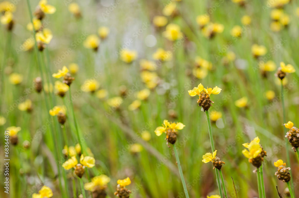 Xyris yellow flowers Xyris yellow flowers
