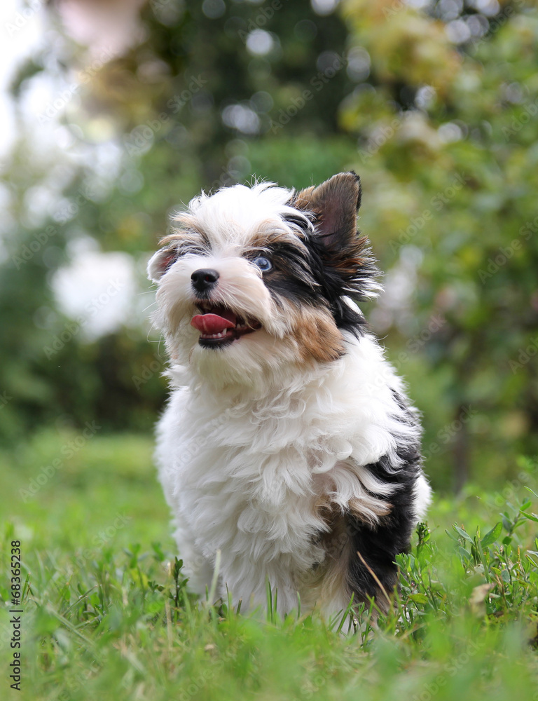 puppy puppy