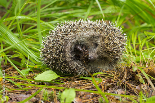 hedgehog on the white background