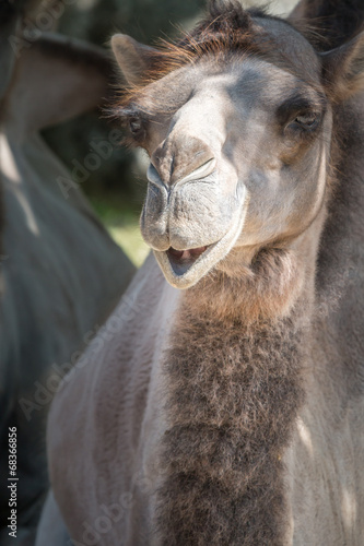 Funny looking dromedary, relaxing in the sand