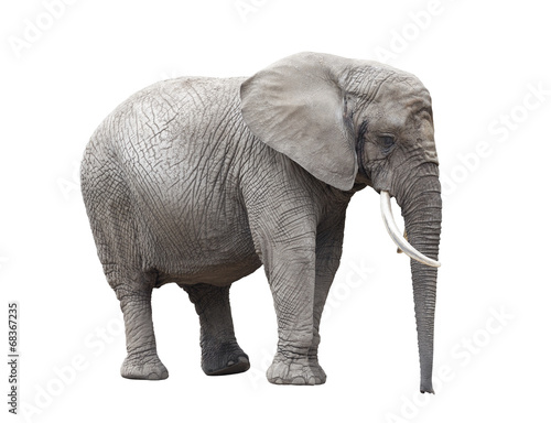 African elephant isolated on white with clipping path