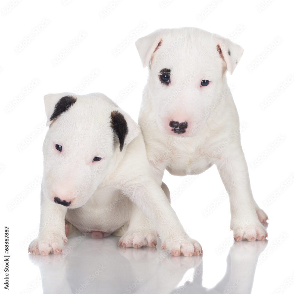 two white english bull terrier puppies