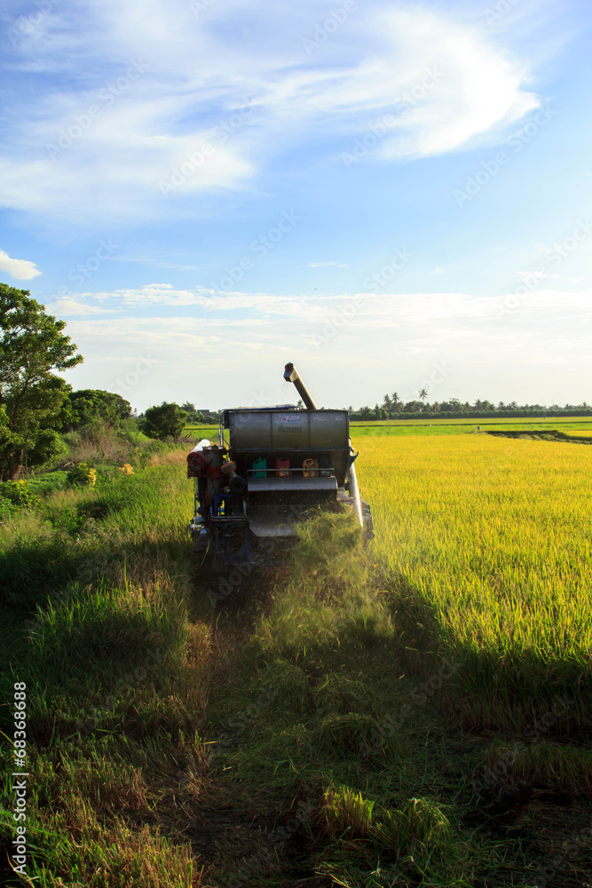 Fototapeta premium Car involved in rice